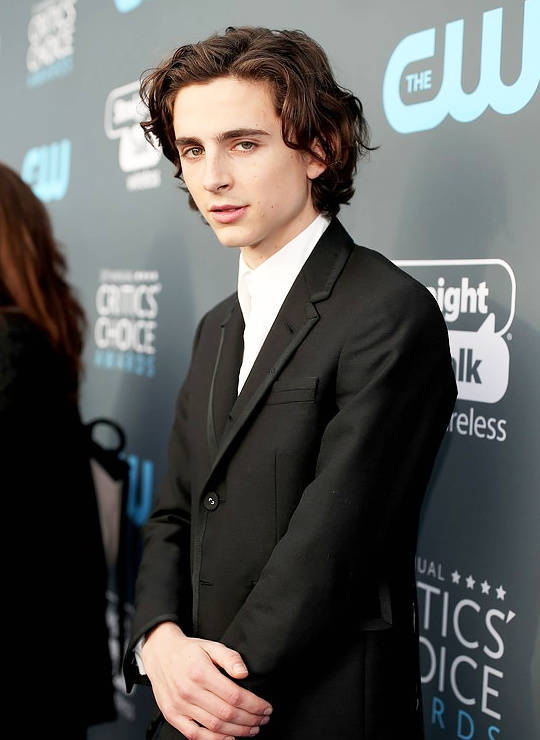 蒂莫西·柴勒梅德timothée chalamet,甜茶,头像,壁纸