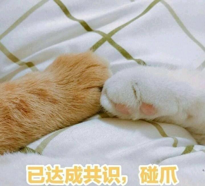 猫 已达成共识 握爪 表情包