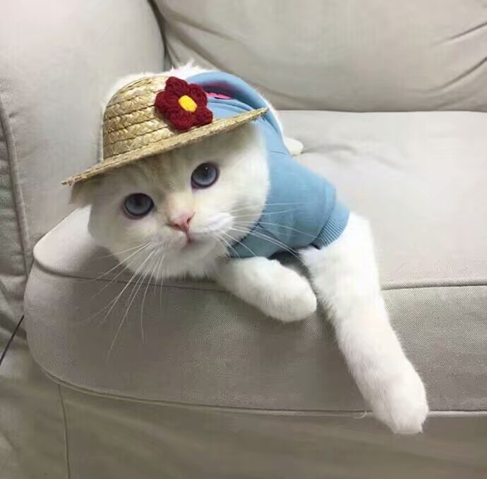 猫咪情头