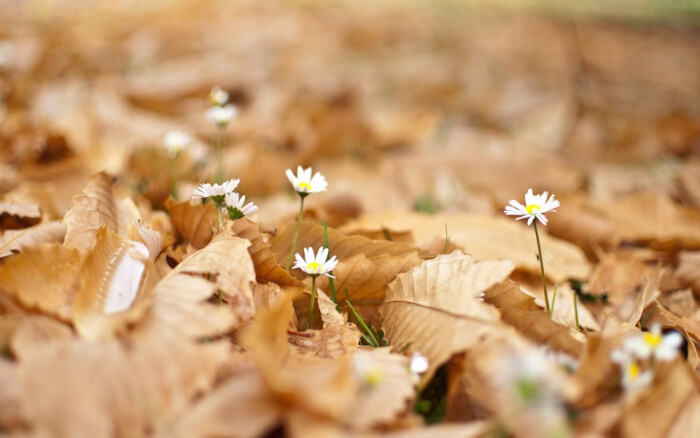 『一花一叶一世界』小花,唯美意境,小清新植物手机壁纸