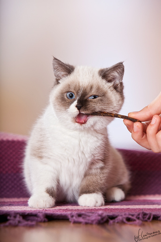 【 尐萌宠 】调皮的猫咪酱 萌萌哒的喵星人