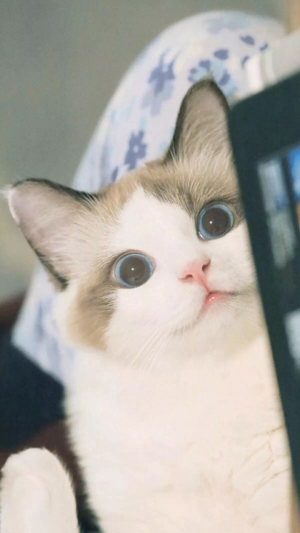 可爱萌宠猫壁纸by这个小哥哥有点酷?