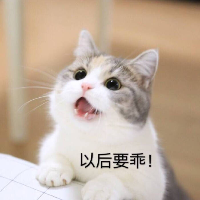 猫咪 可爱 软妹 表情包"以后要乖!" by卿似酒