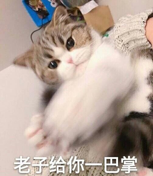 表情包 喵猫狗 熊猫 在违法的边缘试探 敲里马