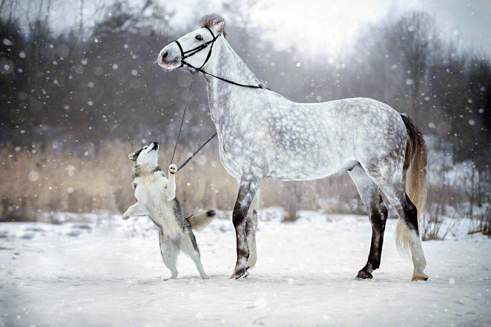 雪中情 马与犬 侵歉删 - 堆糖,美图壁纸兴趣社区