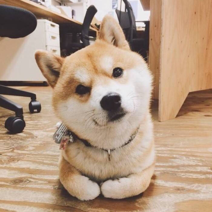 萌萌哒柴柴