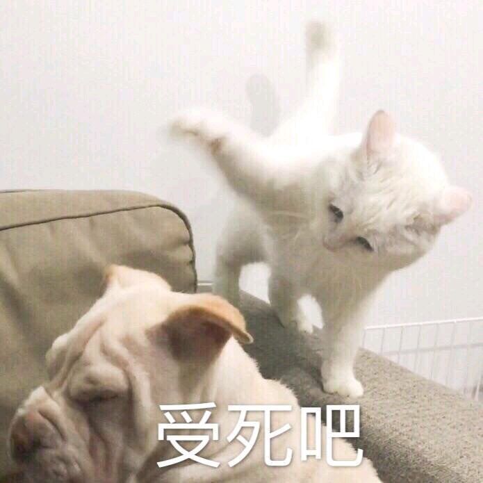 表情包可爱小仙女猫抱抱打屎你