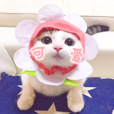 头像 搞怪头像 情侣头像 猫咪 表情包 情侣头像(不许二传)