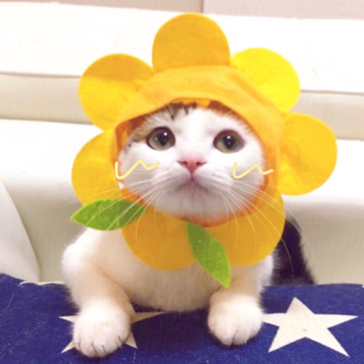 头像 搞怪头像 情侣头像 猫咪 表情包 情侣头像(不许二传)