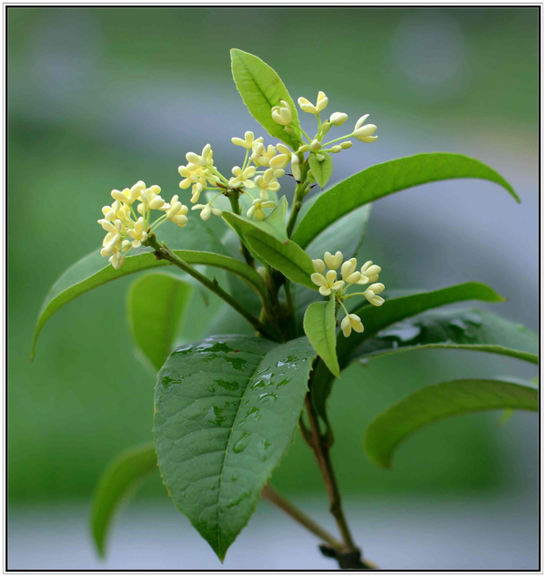 月桂花 -- 作者:坐看云起月桂是四季桂,月月都能开放.