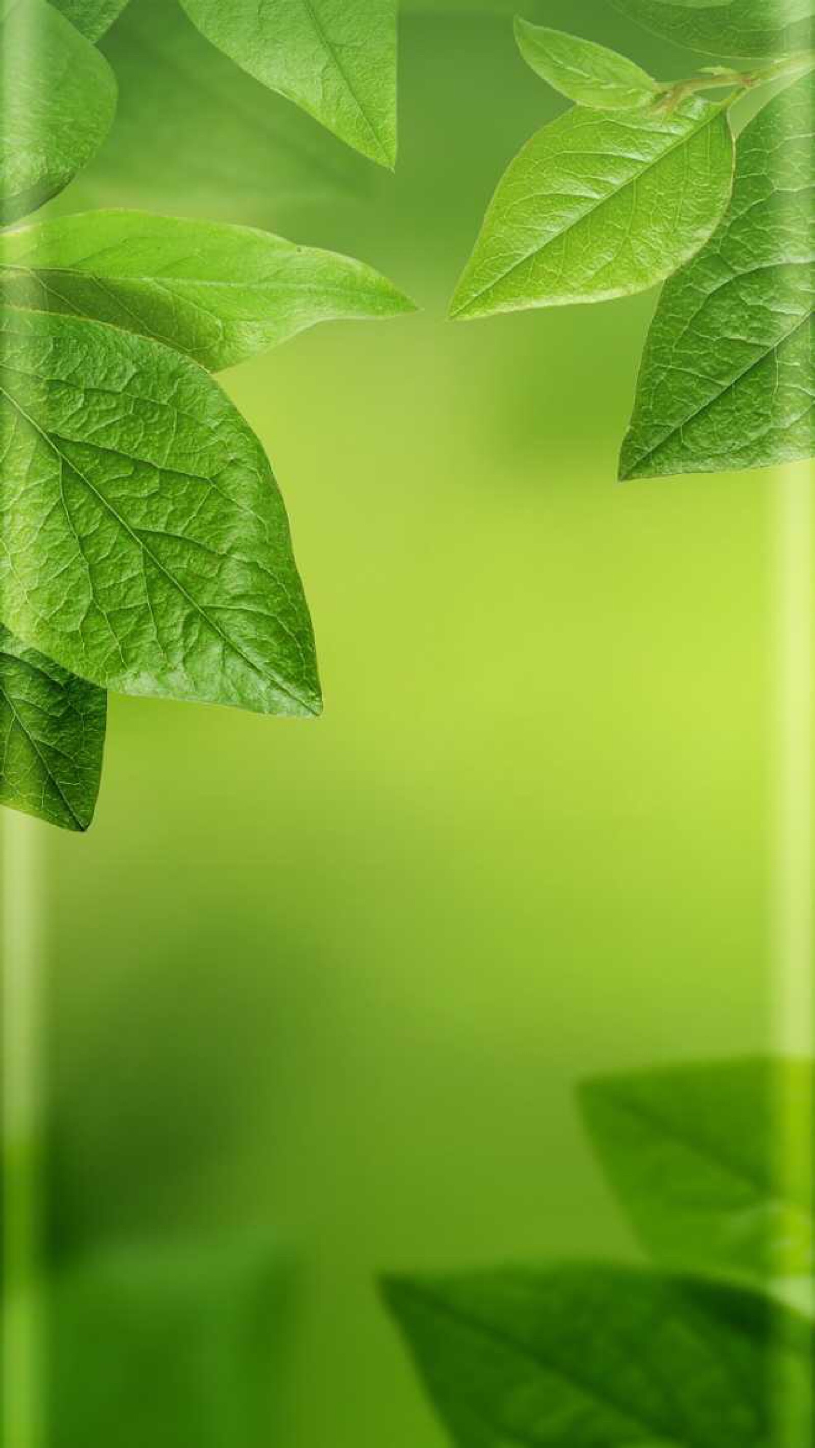 背景 壁纸 绿色 绿叶 树叶 植物 桌面 1600_2843 竖版 竖屏 手机