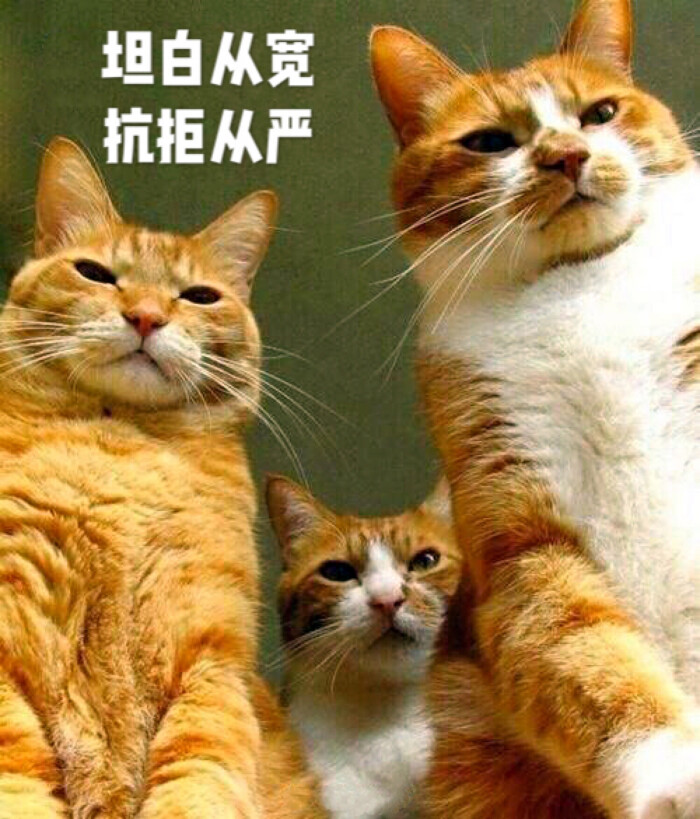 猫咪表情包 "坦白从宽 抗拒从严"