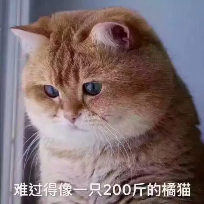 表情包 橘猫