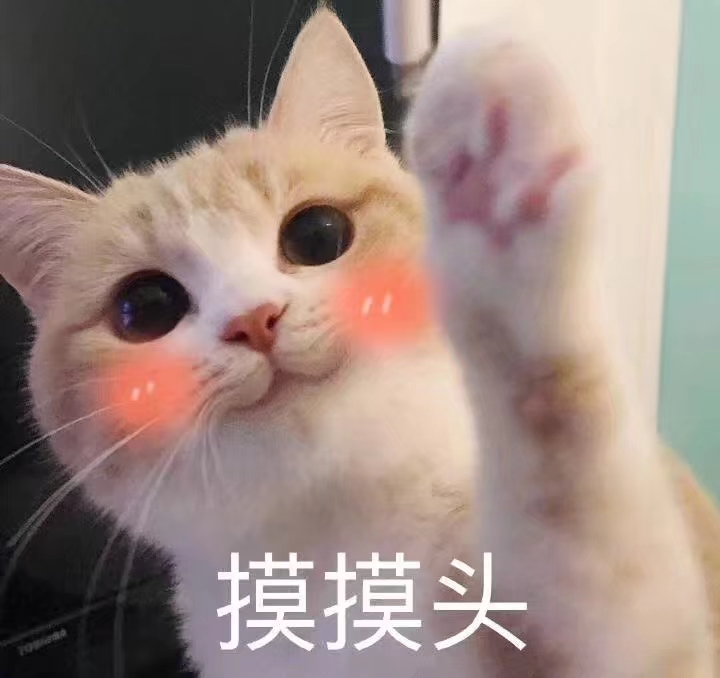 表情包 猫咪 可爱