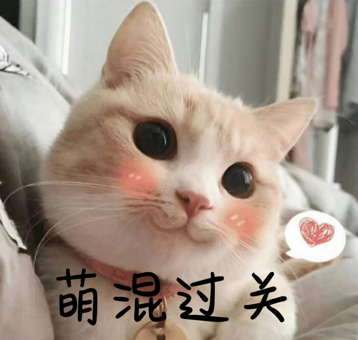 猫猫表情包