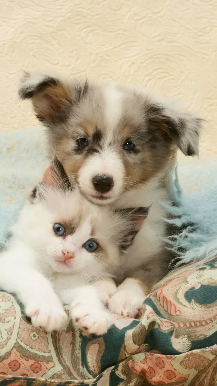 猫咪和狗狗
