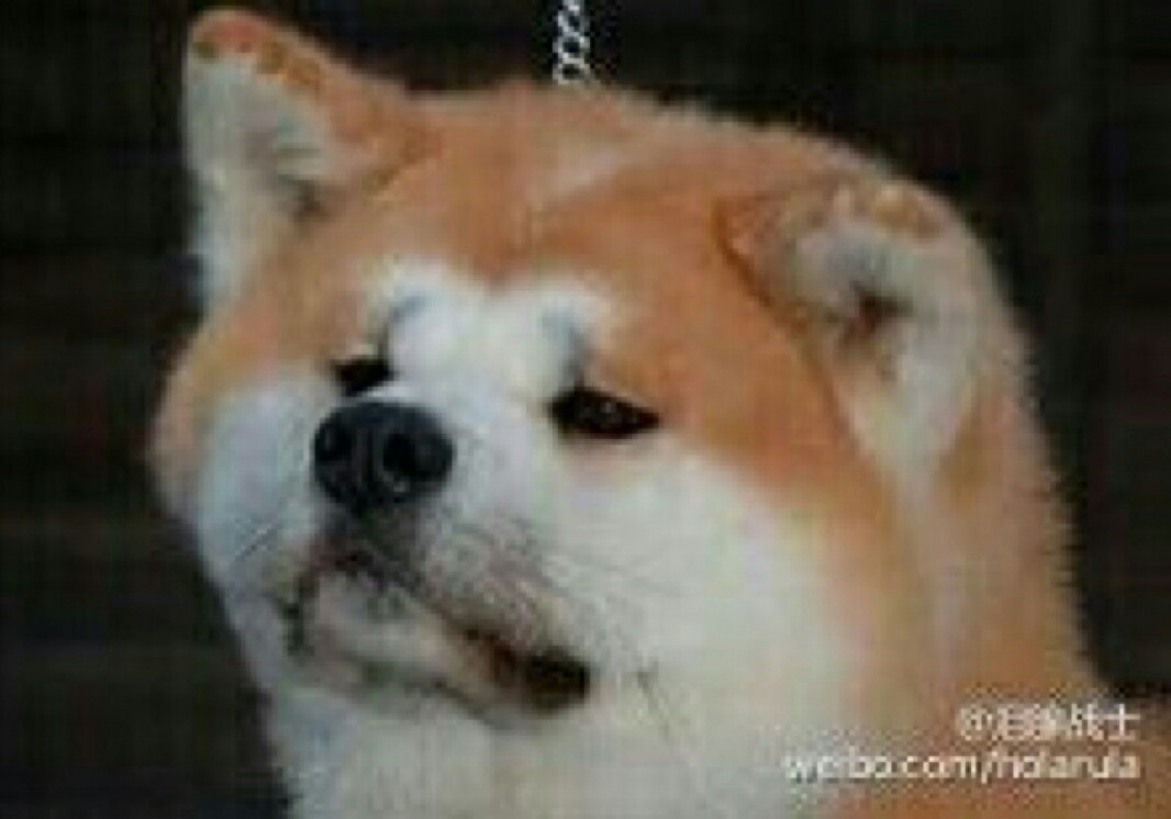 下周放假,死了算了