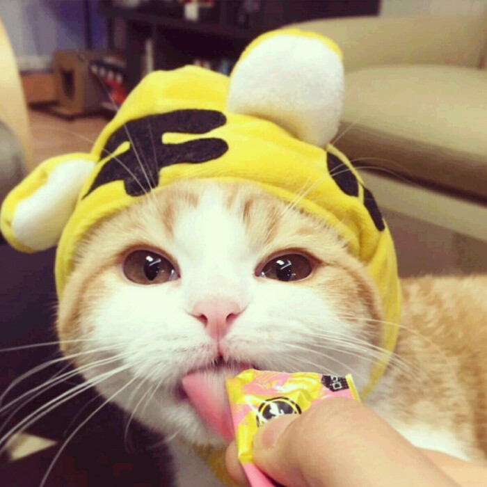 猫咪情头