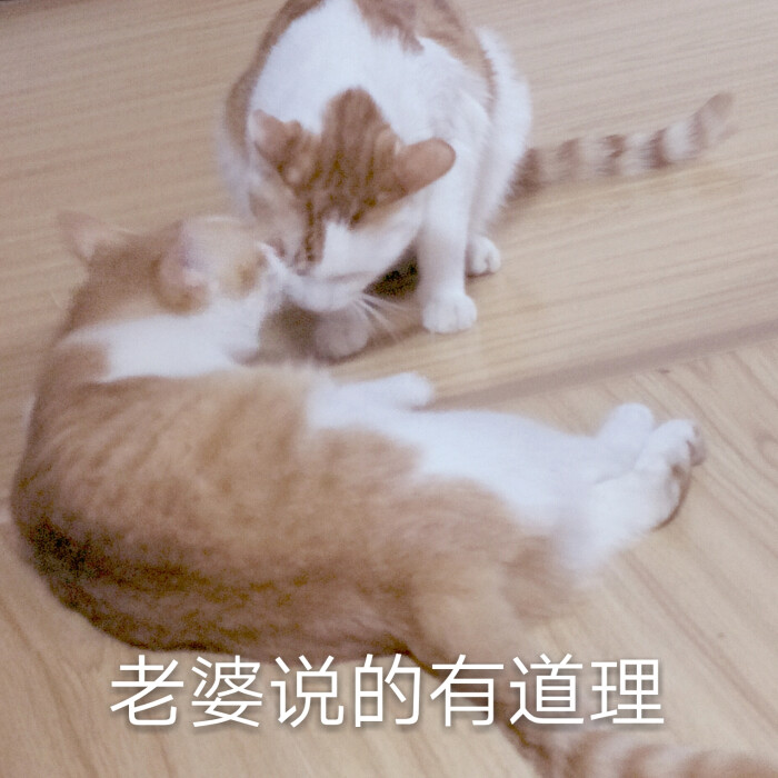 1月31日 0:43   关注  表情包 可爱 猫 猫表情包 情侣 评论 收藏