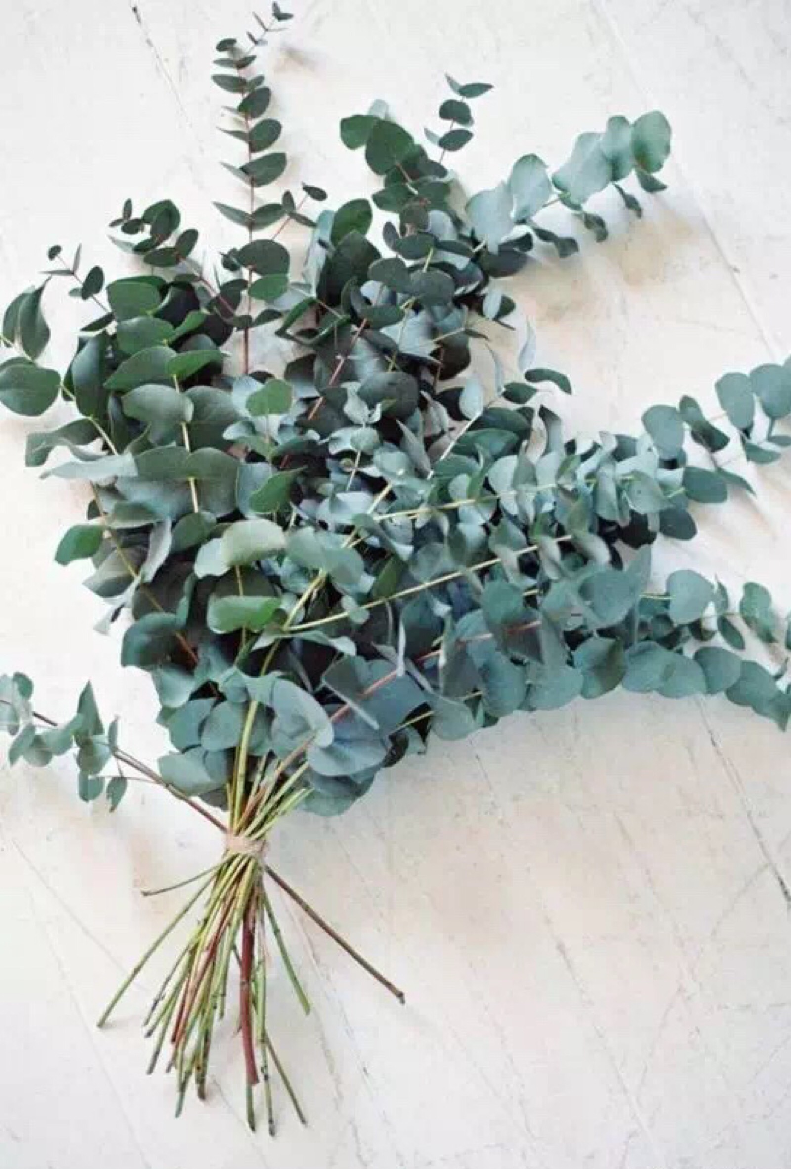 尤加利(桉树)eucalyptus 原产于澳洲,带着有点冲鼻的樟脑味 如独木舟