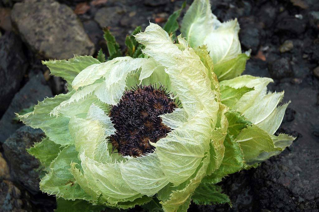 雪莲花(学名:saussurea involucrata (kar. et kir.) sch.-bip.