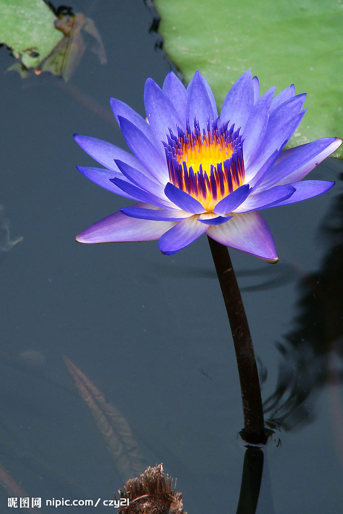 埃及蓝睡莲(学名:nymphaea caerulea savigny):是多年生水生草本;根状