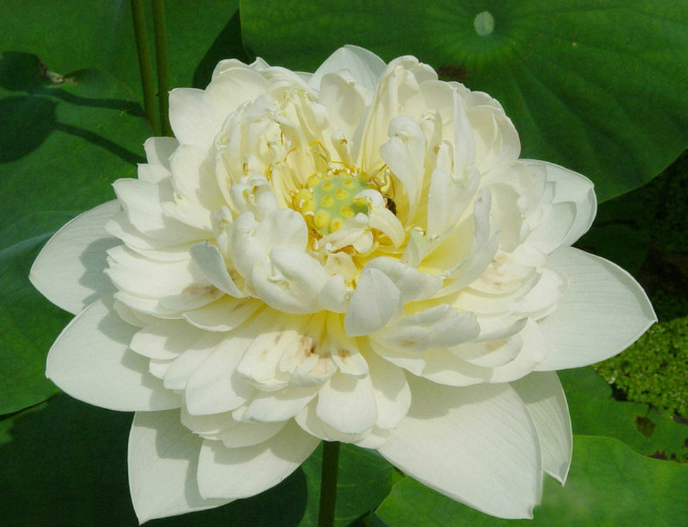 友谊牡丹莲:是荷花的品种之一.多年生水生草本.叶圆形,花重瓣.