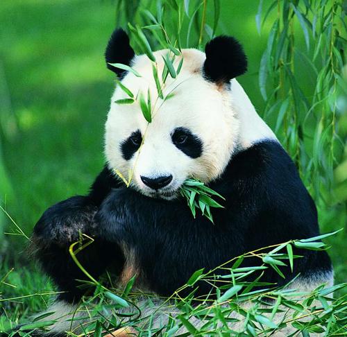 panda),属于食肉目,熊科,大熊猫亚科和大熊猫属唯一的哺乳动物,头躯长