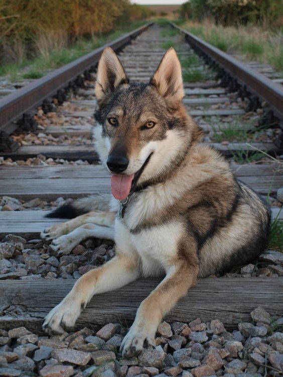 [二哈]新认识的塔马斯堪狼犬也太帅了吧私心还放了喜欢的捷克狼犬