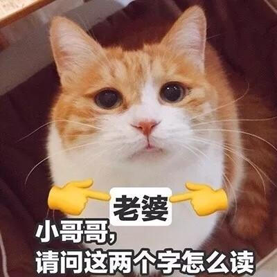 超可爱的猫咪表情包微信头像 二货猫星人的戏精生活