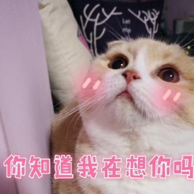 超可爱的猫咪表情包微信头像 二货猫星人的戏精生活