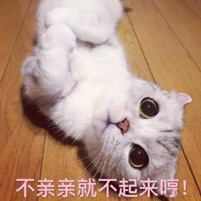 超可爱的猫咪表情包微信头像 二货猫星人的戏精生活