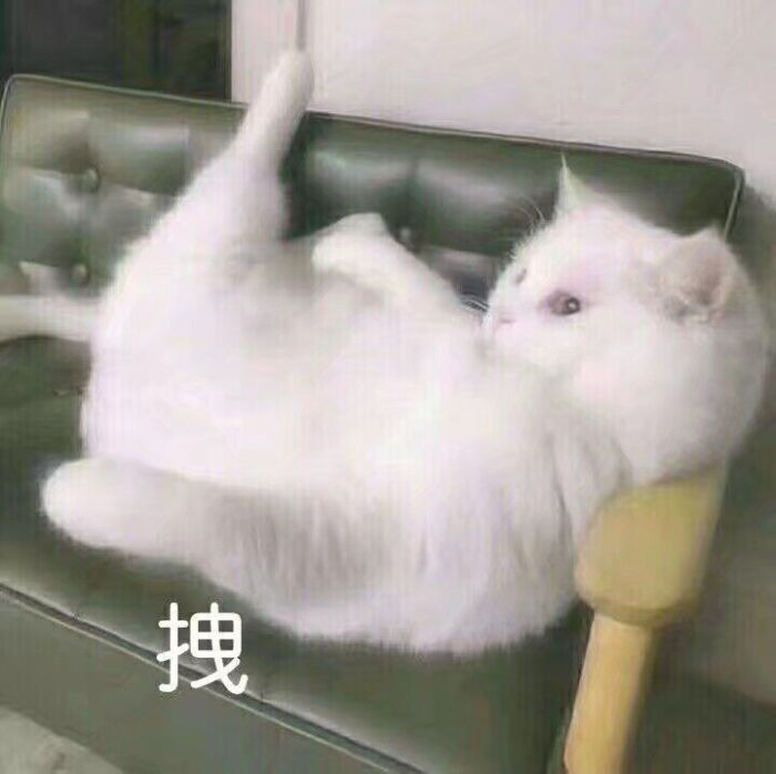 表情包 猫拽