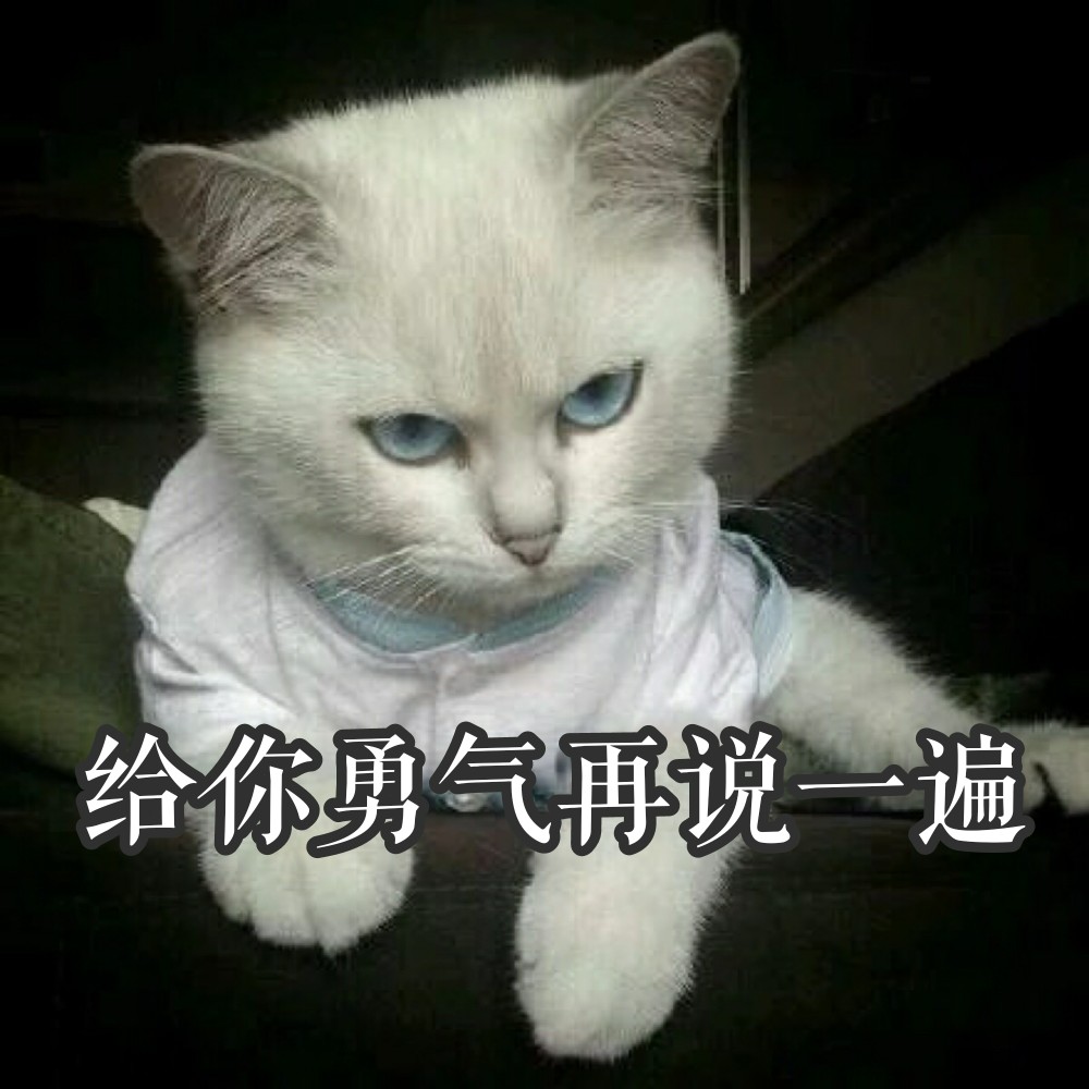 猫咪表情包