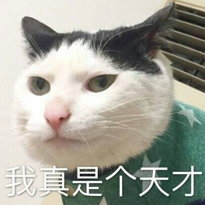 表情包 猫