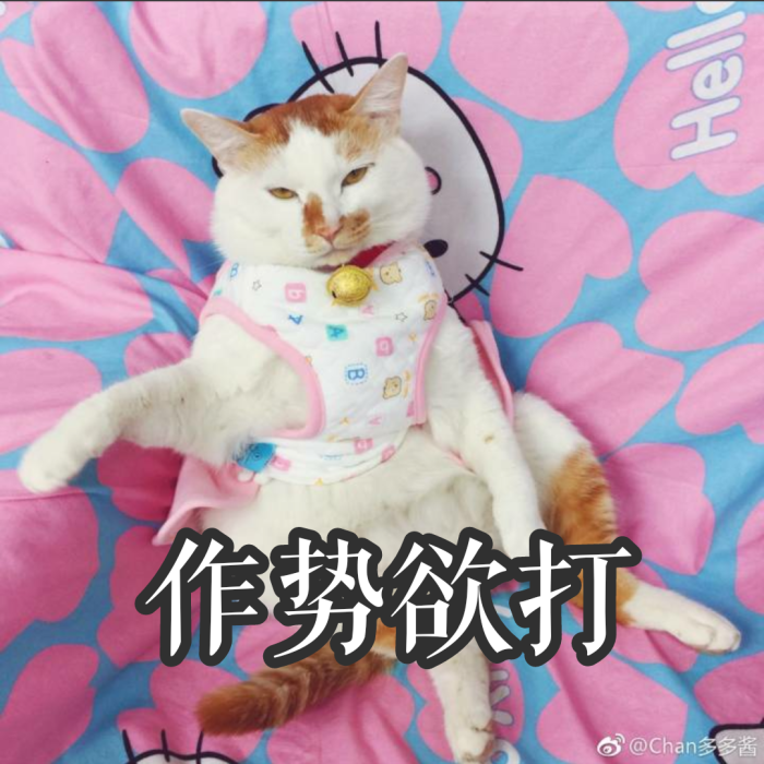 猫咪:多多 猫咪表情包