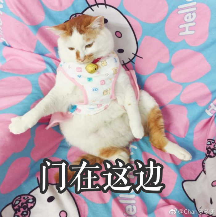 猫咪:多多 猫咪表情包