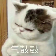 猫咪表情包