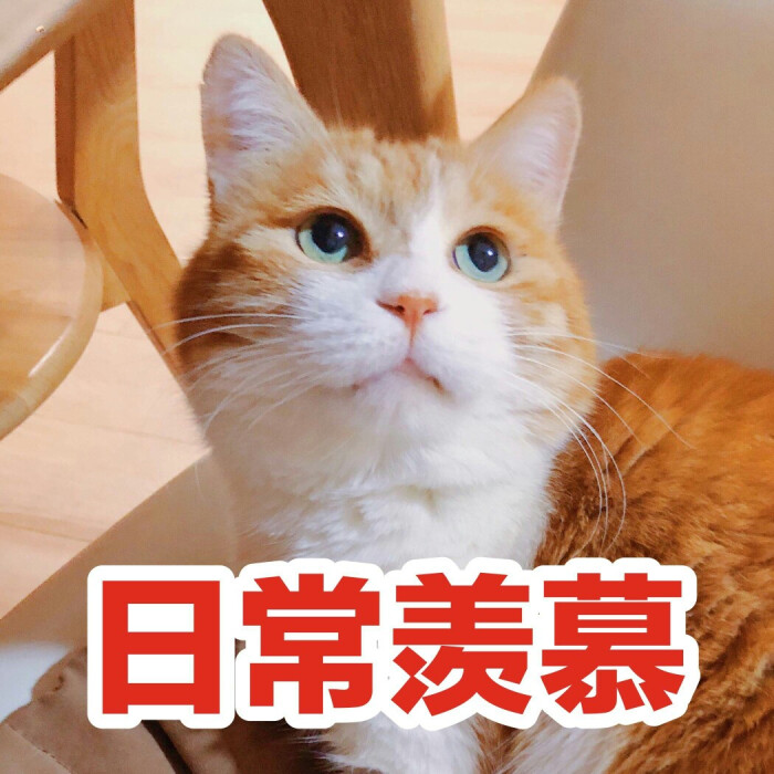 日常羡慕猫日