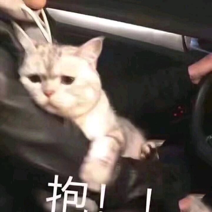 抱抱的表情包 猫咪表情包