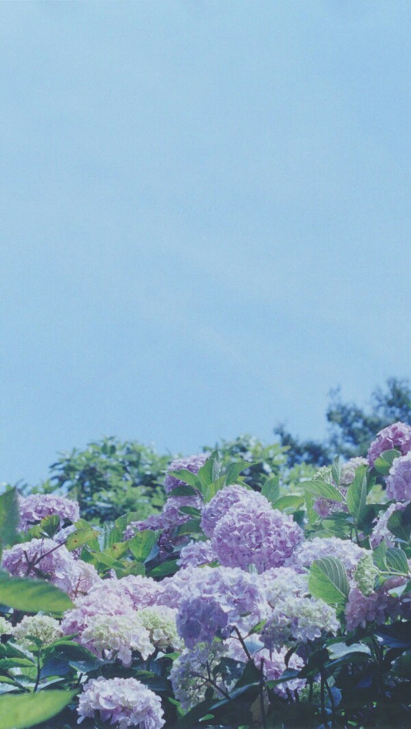 绣球花,蓝天,壁纸