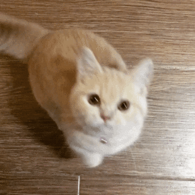 猫狗情头表情包