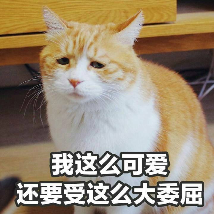 猫 表情包