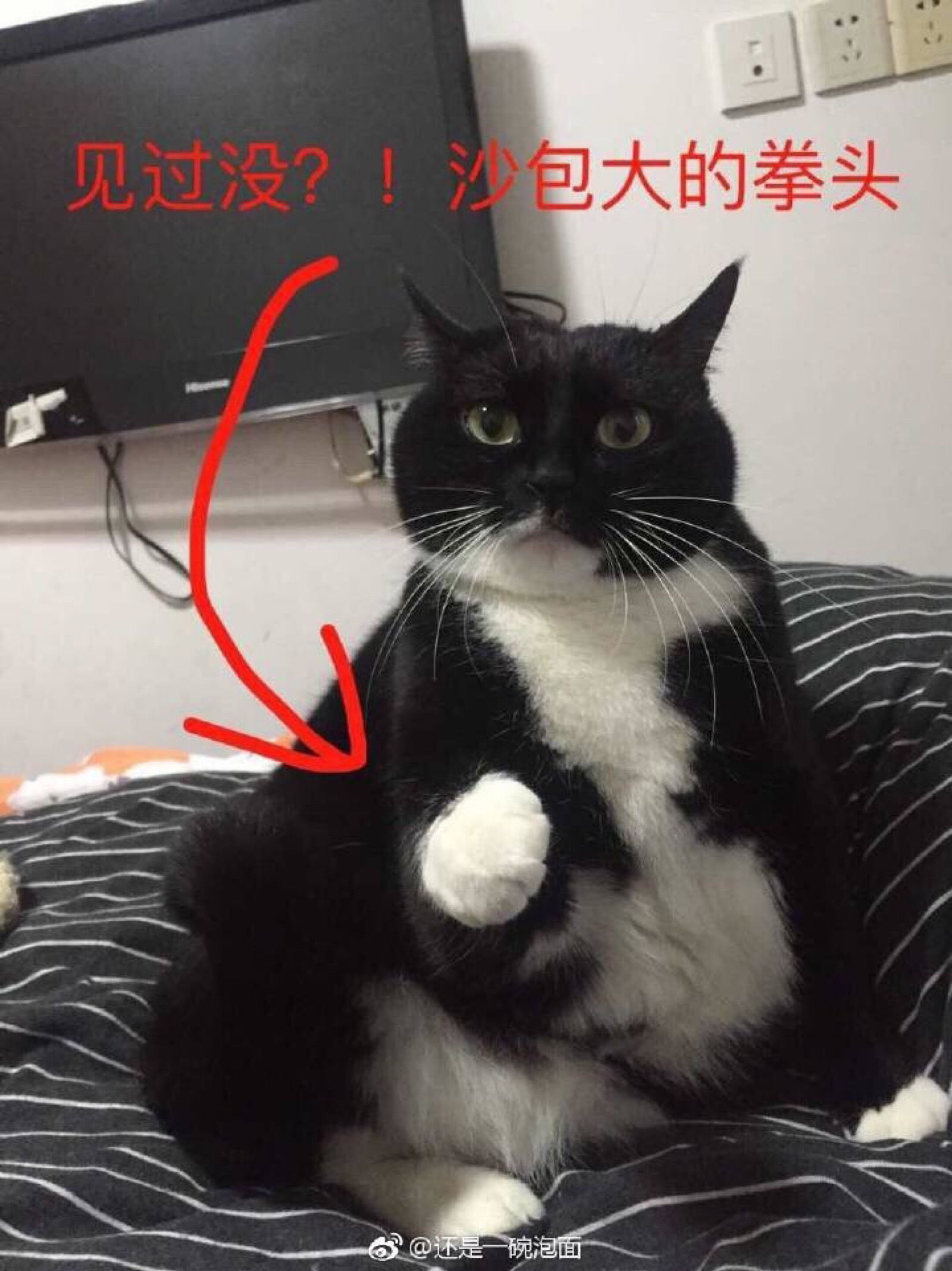 猫咪拳头表情包猫咪拳击表情包 伤感说说吧 8760