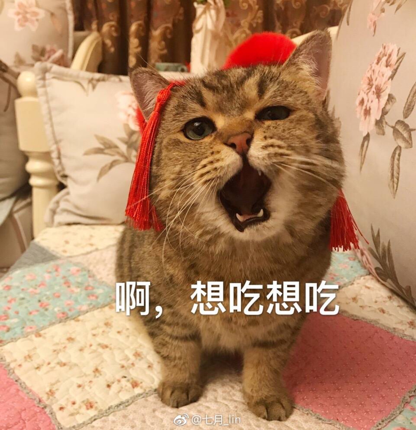 猫表情包 啊想吃想吃