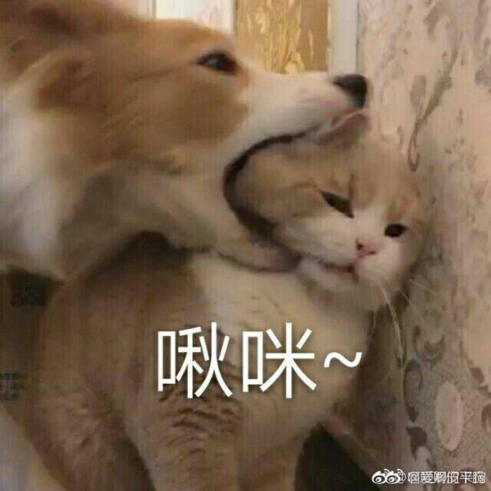 猫表情包 啾咪