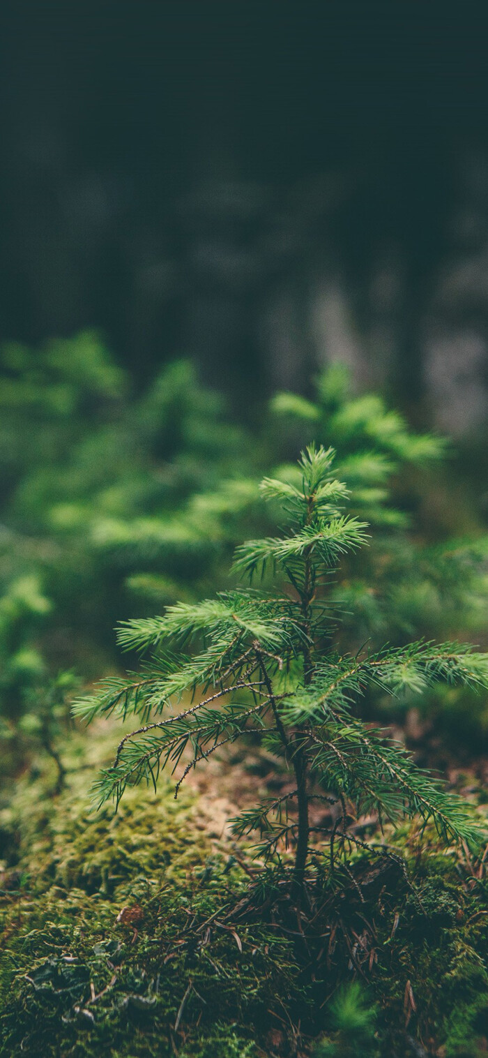 ★自制IPHONE-X超清手机壁纸★