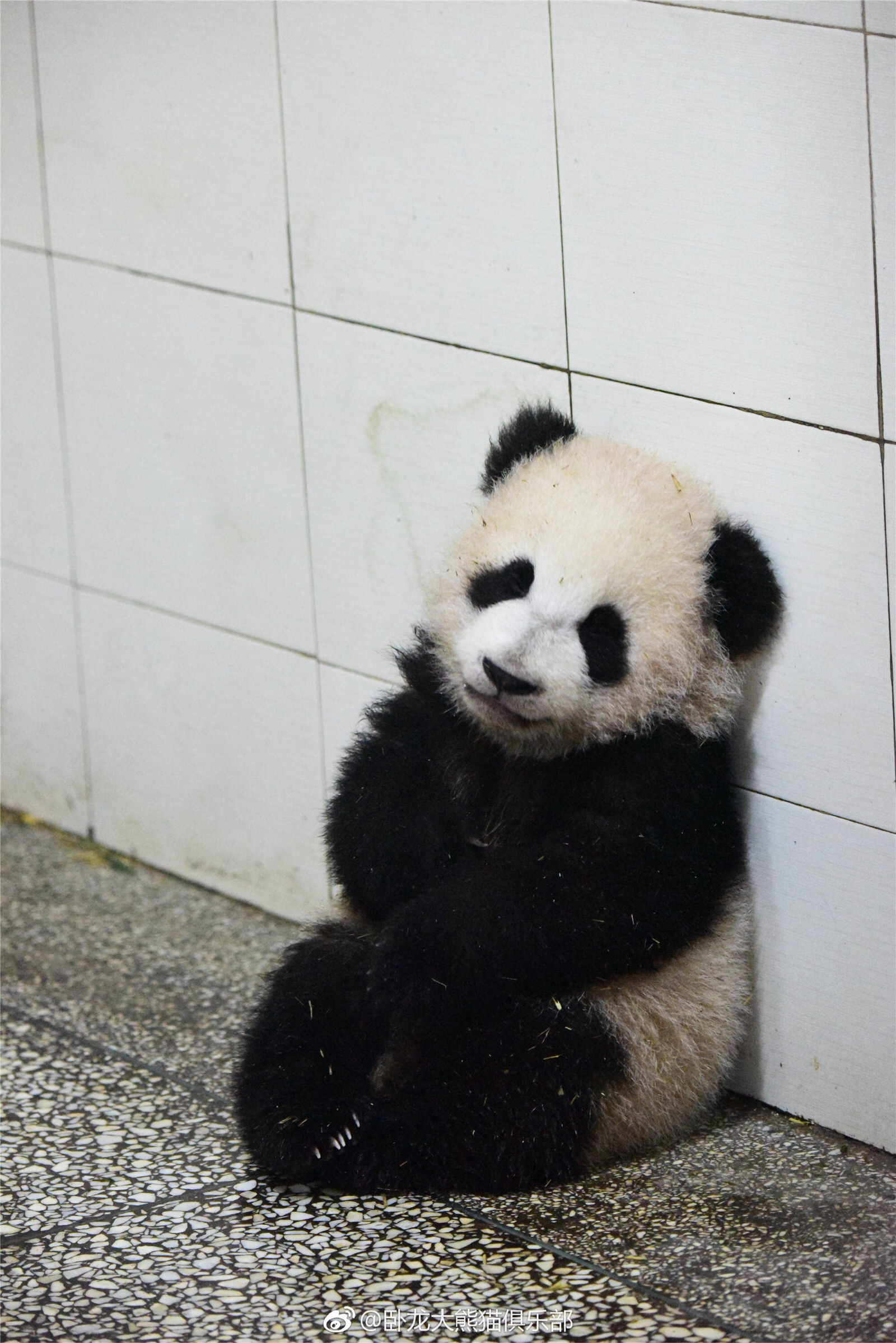 笑脸 黄色 抠图 贴图 海 马戏团 潮牌 高清 霓虹灯黄油相机 熊猫