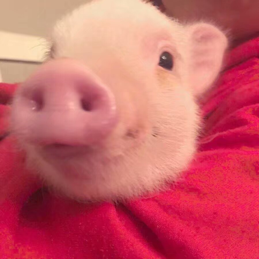 猪猪 表情包