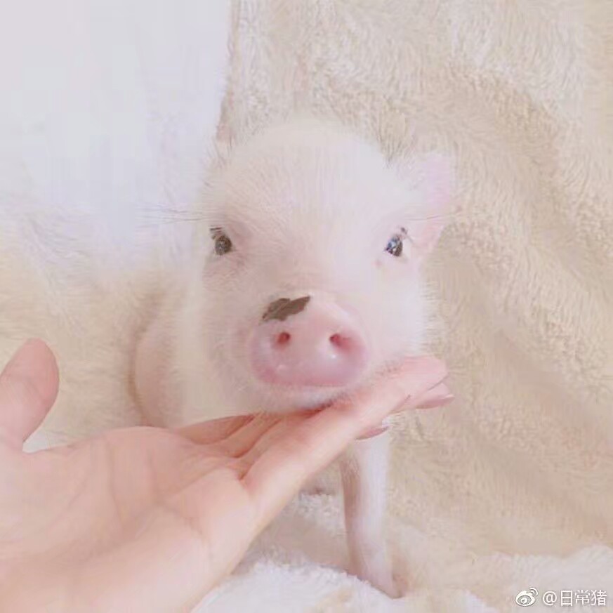 猪猪 表情包